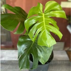 Monstera Deliciosa 10 seeds 2020 USA SELLER Fresh